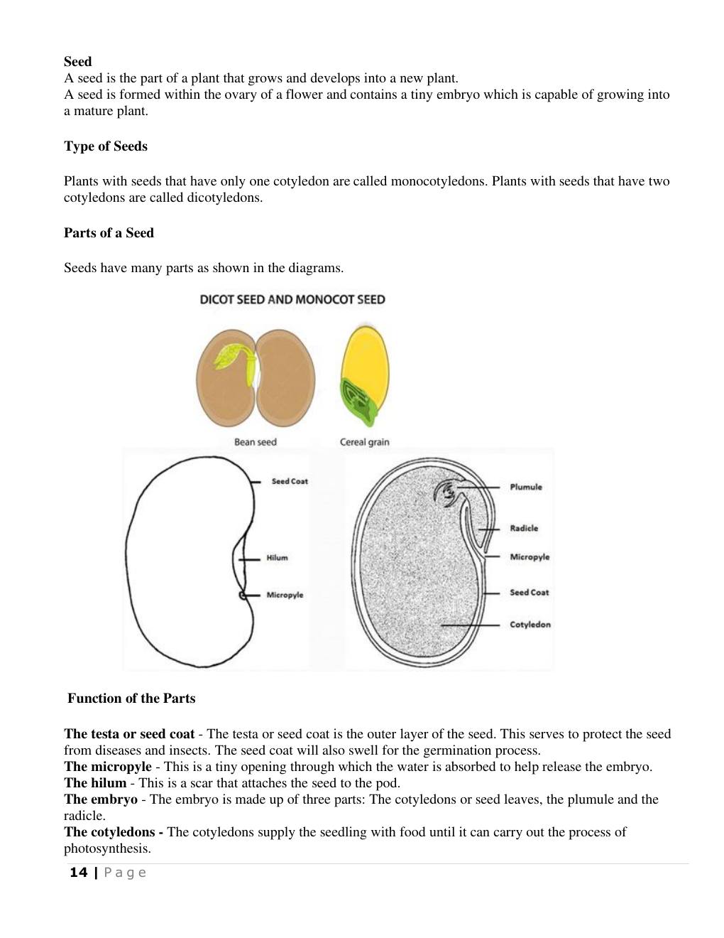 Seeds and cotyledons (Science Notes p.15)