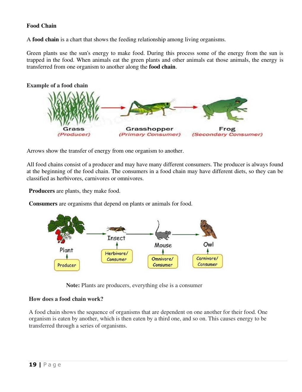 Food chain and energy transfer (Science Notes p.20)
