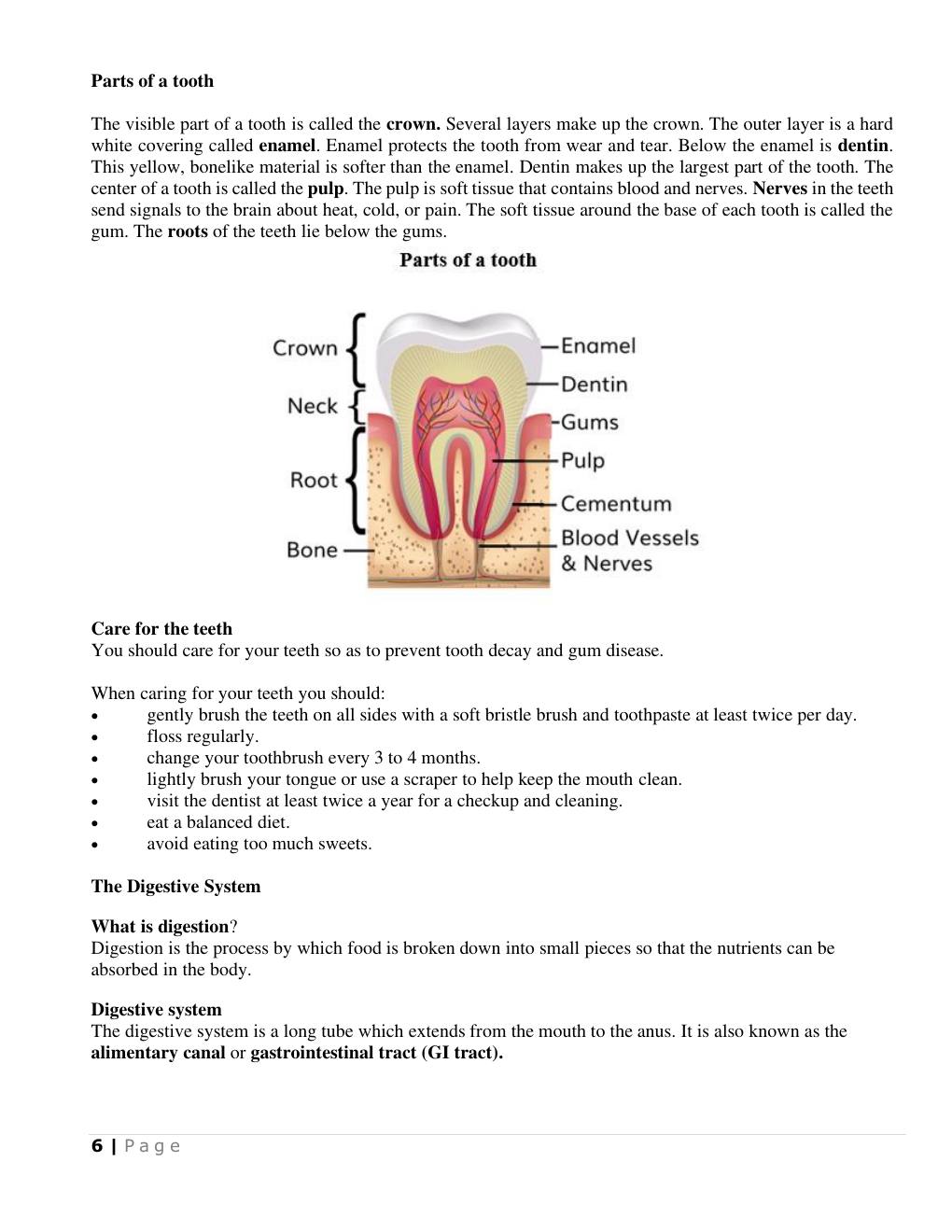 Parts of a tooth (Science Notes p.7)
